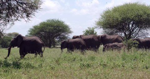 Elephants moving in the grass in Tanzania Tarangire National Park
