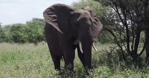 Elephant eating grass in Tanzania Tarangire National Park
