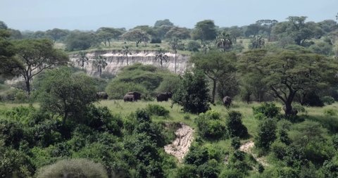 Elephants moving in the grass in Tanzania Tarangire National Park
