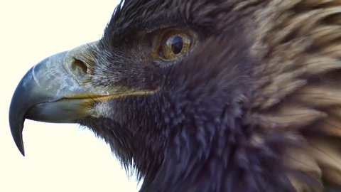 Golden Eagle Aquila chrysaetos turning its head around