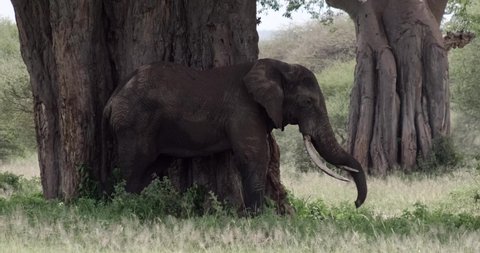 Elephant resting hist trunk on his tusk under a tree in Tanzania Tarangire National Park