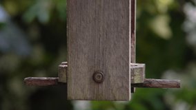 4K video clip of blue tit eating seeds, sunflower hearts, from a wooden bird feeder in a British garden during summer