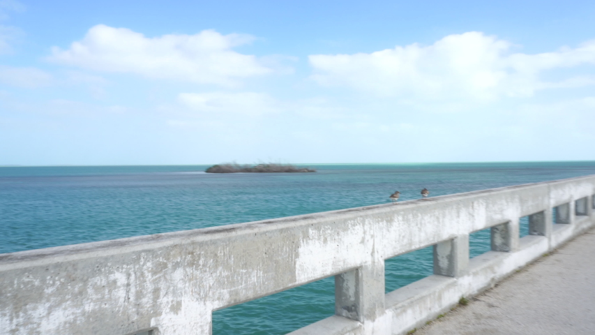 Sandpiper birds walking on the parapet of a bridge between islands of Florida Keys