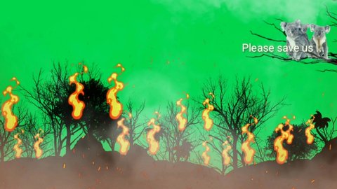 Animation about Australian bushfires. Firestorm burning surround Koala but they escape.  let's save the Australian koala. Green screen.