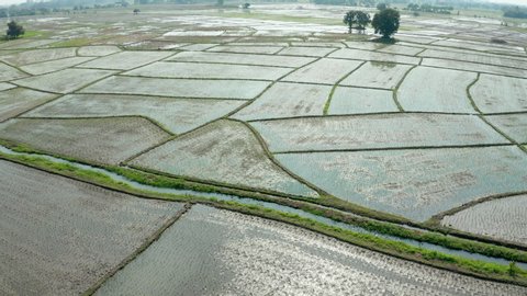 Aerial shot of traditional asia seedling paddy fields on a beautiful filled with water. Flying over agricultural area, high panorama scene