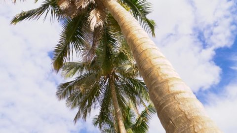 Shot of palm trees with beautiful blue sky and  clouds. shot in Salalah south of Sultanate Oman