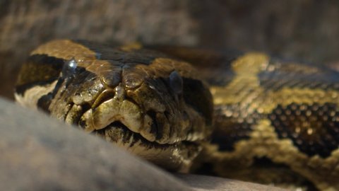 Close up of boa constrictor head from the front than turning to the right.