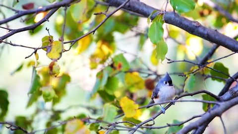 One cute tufted titmice titmouse tit bird perched on cherry tree branch in autumn in Virginia with bokeh of foliage in slow motion
