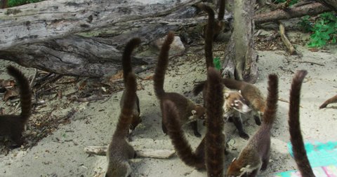 Coati (lat. Nasua narica) - a mammal from the genus nosuch family of raccoons. 