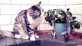 Cute cat drinking water from the tap on the kitchen