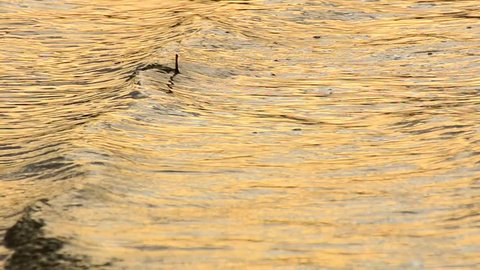 Glistening and shimmering water surface at sunset golden hour. Sun reflections off lake water 