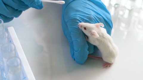Scientist tests new vaccine or medicine for coronavirus 2019-nCoV on a laboratory mouse.