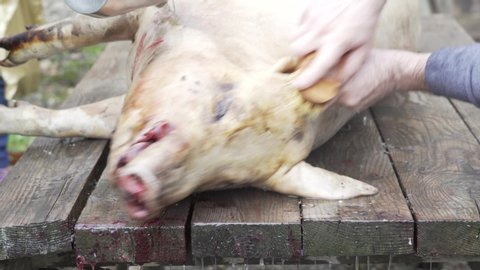 Traditional pork slaughter in Spanish custom.