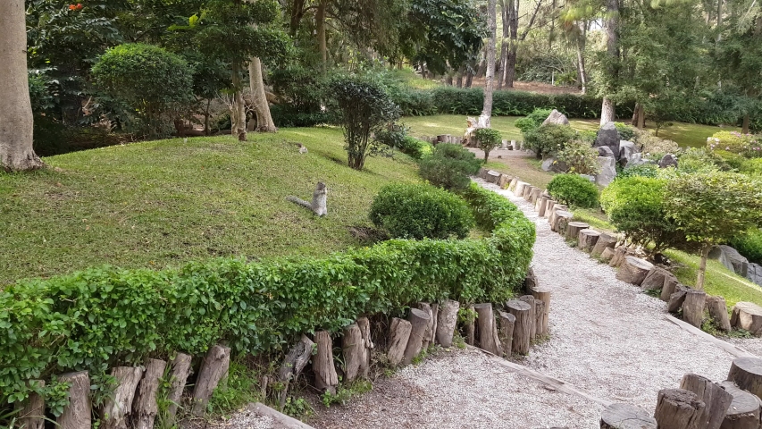 Path between small wooden logs and bushes between trees and vegetation, squirrel standing on green grass, sunny winter day in the Colomos forest in Guadalajara, Jalisco, Mexico