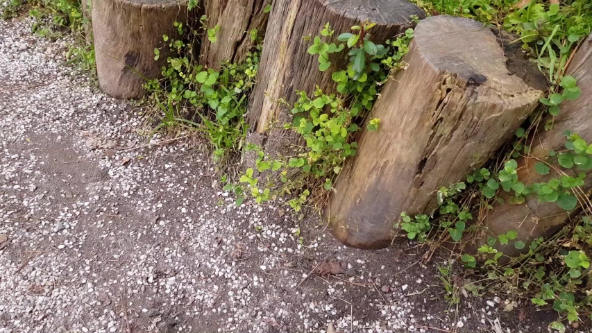 Slow shot of small wooden logs, bushes along a path, trees and vegetation on a sunny winter day in the Colomos forest in Guadalajara, Jalisco, Mexico