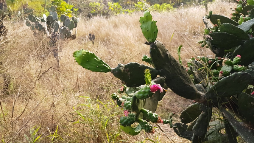 Close up of the prickly pear and slow shot of cactus among dry weeds, sunny day in the Colomos forest in Guadalajara, Jalisco, Mexico