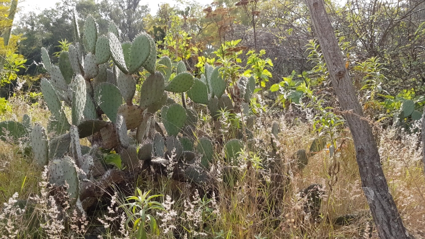 Different types of cactus among plants and brown wild grass in arid terrain, with trees in the background, sunny day in Guadalajara, Jalisco, Mexico