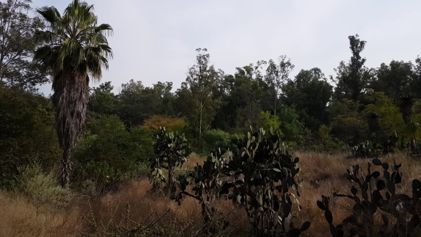 Field full of different types of large cacti among plants and brown wild grass in arid terrain, with trees and a palm tree in the background, sunny day in Guadalajara, Jalisco, Mexico