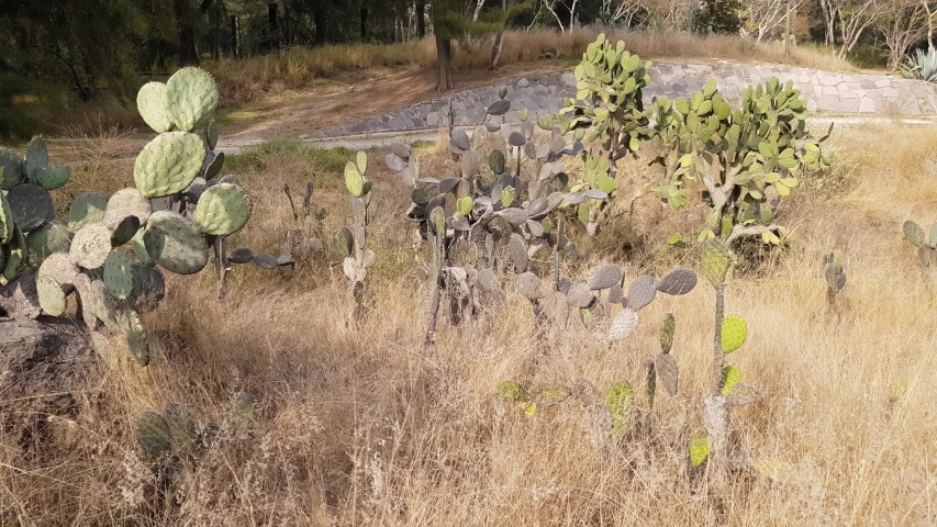 Different types of cacti in an arid terrain among brown wild grass on a hill, with trees in the background, sunny day in Guadalajara, Jalisco, Mexico