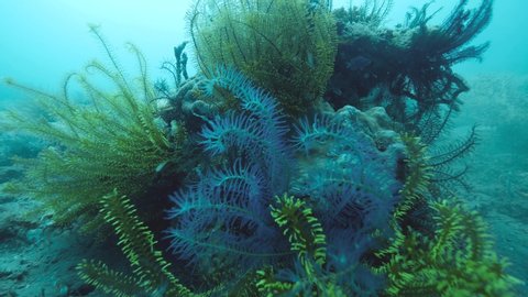 Green and blue feather star crinoids clinging to corals underwater.