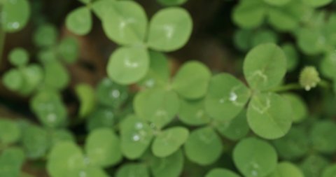 Panning across a field of clovers stopping on a lucky four leaf clover. Shamrock shape for lucky charm or St. Patrick's Day.