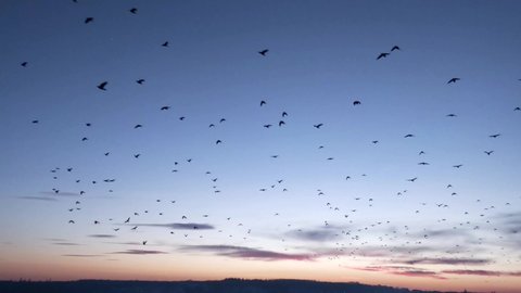 Stockfootage of a large flock of flying Birds against a sunset sky. Swarm of Starlings flying in formation - Download Video in 4K