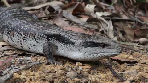 Eastern Blue-tongue Lizard walking and flickering it's tongue