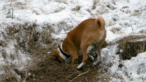Close-up shot of adorable basenji dog digs snow in the pine winter forest. 4K