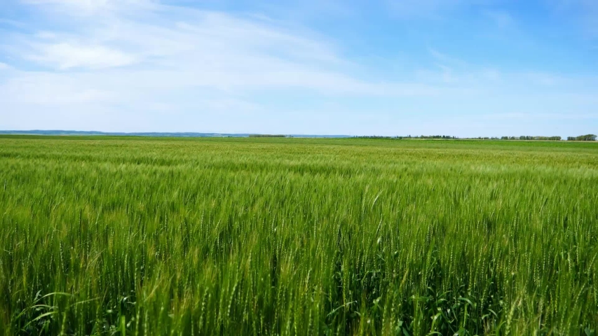 Green wheat blown by wind under the blue sky in summer; farmland and crops