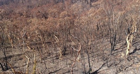 Burnt gum tree forests in Blue Mountains of Australia after devastating bushfires.
