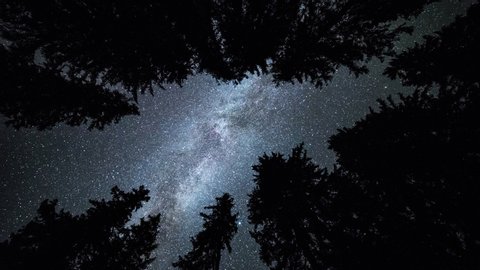 4K Astro Time Lapse Of Milkyway And Stars Over Silhouetted Spruce Tree Forest Upwards