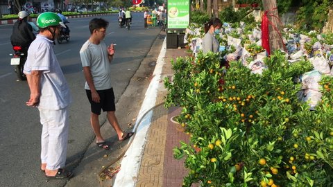 VUNG TAU, VIETNAM - JANUARY 2020: Unidentified Vietnamese men choose a kumquat holiday tree on Tet Eve (Vietnamese New Year) at a street marketplace.