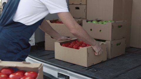 Transportation of Organic Food on Truck. Worker Carrying Boxes of Many Tomatoes. Order of Foodstuff from Industrial Plant for Buy. Concept of Delivering by Transfer Company or Carriage on Lorry or Van