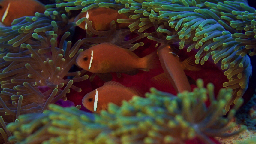 A school of Maldive Anemonefish , Amphiprion nigripes, is hiding in a anemone,Indian Ocean , Maldives, super slow motion 120 frp