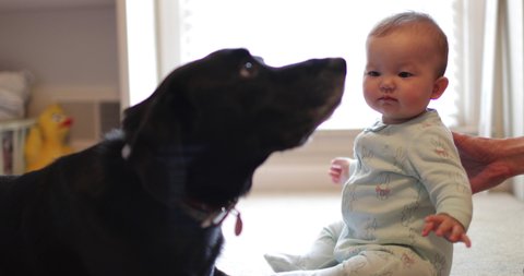 Sweet dog licks cute baby on her face