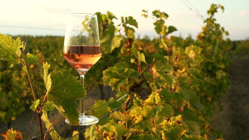 Closeup perspective view glass of rose wine on steel wires in the morning light with wind moving green vineyard leaves and blue sky in the background | Shutterstock HD Video #1045344964