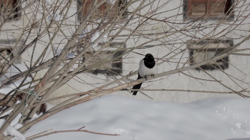 bird on a branch, magpie of ladakh	