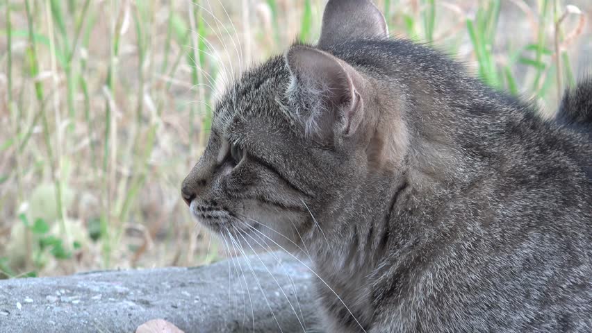 Head of gray cat looking around, animal | Shutterstock HD Video #10453496