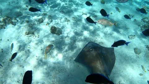 Diving Stingrays Multiple Tropical Fish Stock Footage Video (100% ...