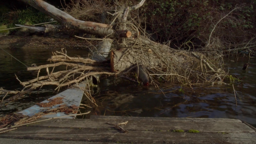 A tree that had just fallen into the water