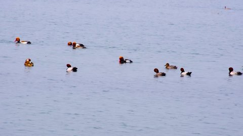 Red crested poa
chard, migratory ducks in the lake