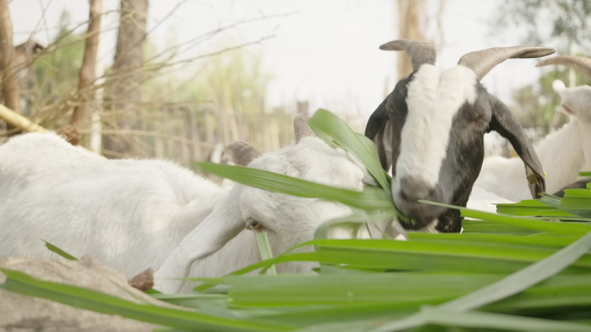 what is the meaning of goat weed