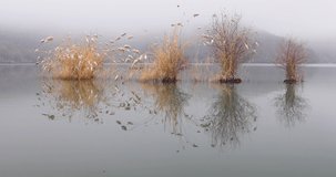 Trees growing in a lake in frosty weather	
