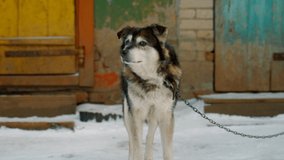 A dog on chains in winter near his wooden booth.