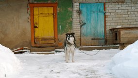 A dog on chains in winter near his wooden booth.