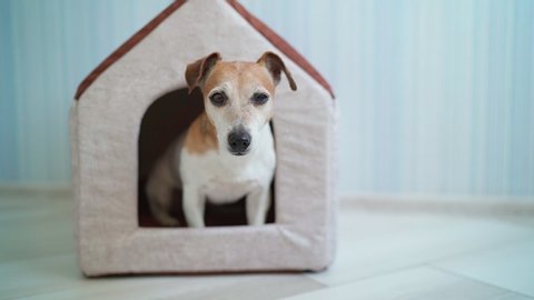 Sitting at home/ Small dog Jack Russell terrier sitting inside cute comfortable house indoors. Video footage