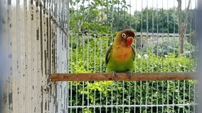 video of a love bird in a cage