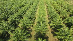 Palm oil plantation aerial video 