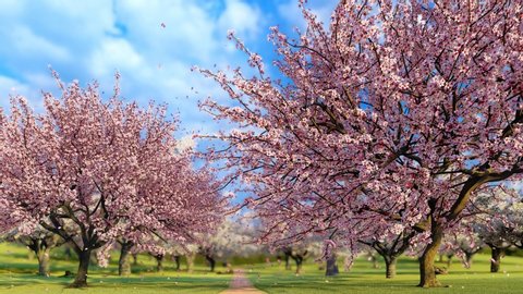 Japanese sakura cherry trees in full blossom and pink flower petals falling in slow motion at sunny spring day. Decorative springtime season 3D animation rendered in 4K