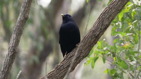 A Satin Bowerbird found in the eastern and South-eastern coast of Australia - close up